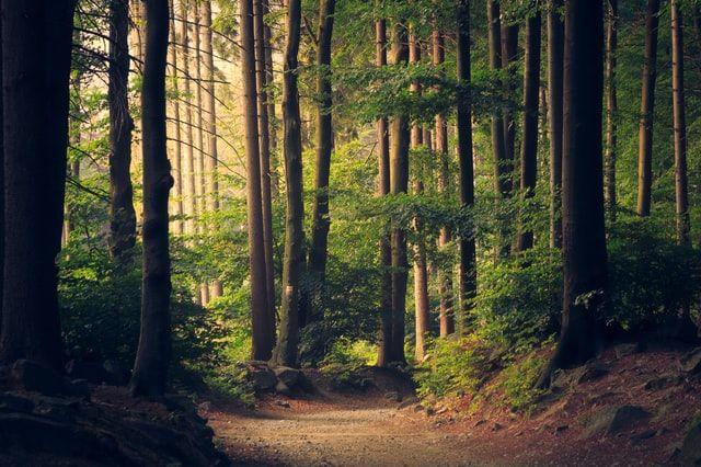 Introduction to Random Forest in Machine Learning